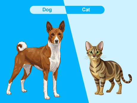 Cat and Dog Classifier