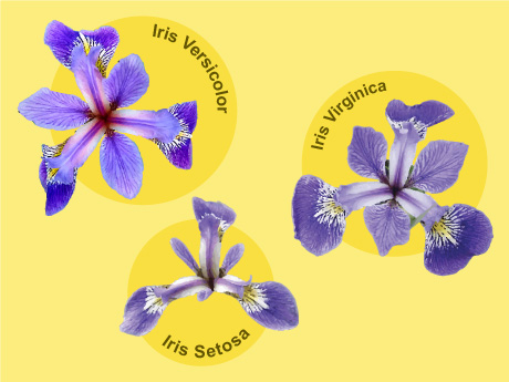 Iris Flower Classifier