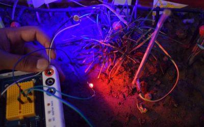 Plant Lighting System